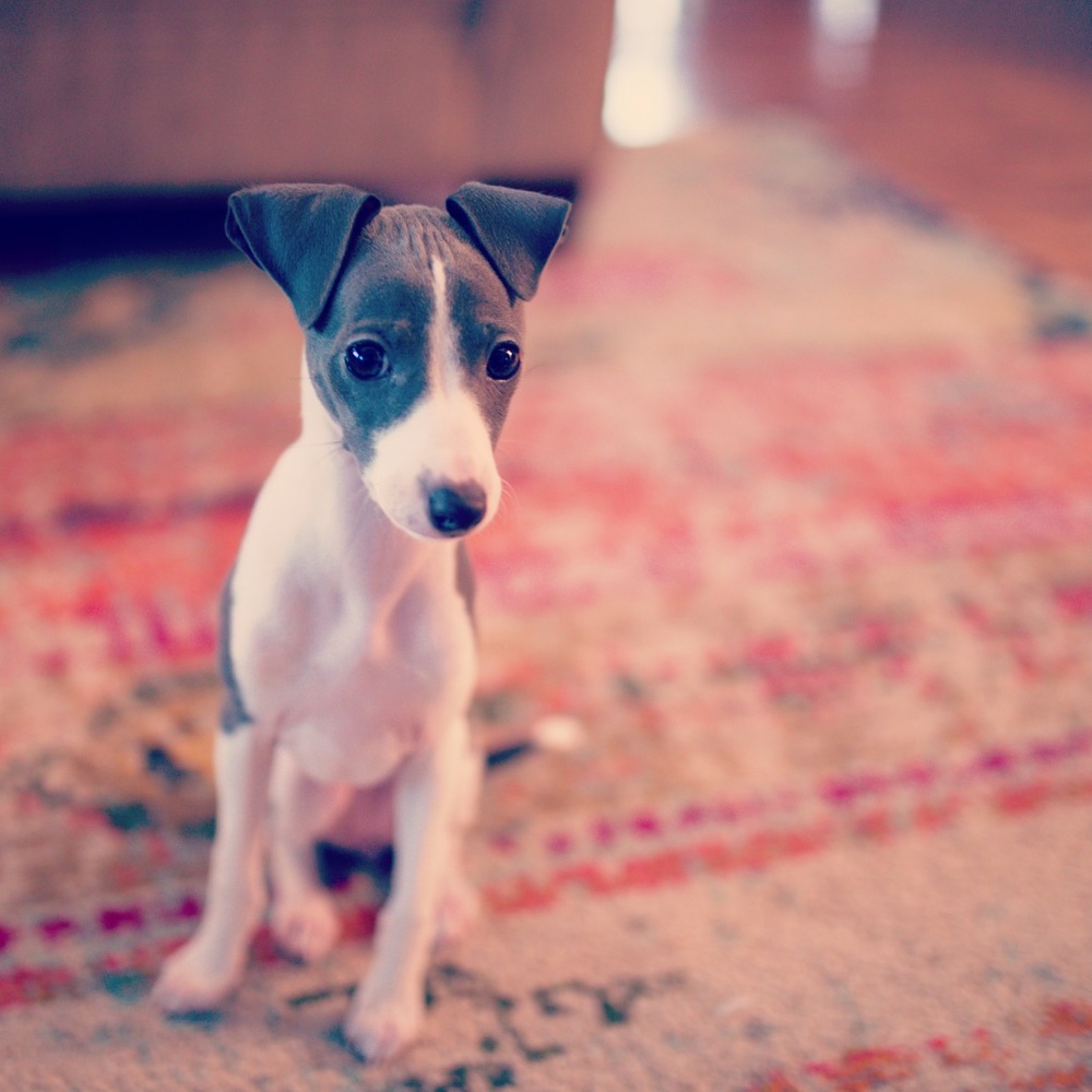 Meet your Posher, Annie